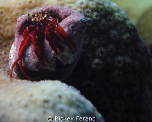 Red hermit crab close-up by Rickey Ferand 